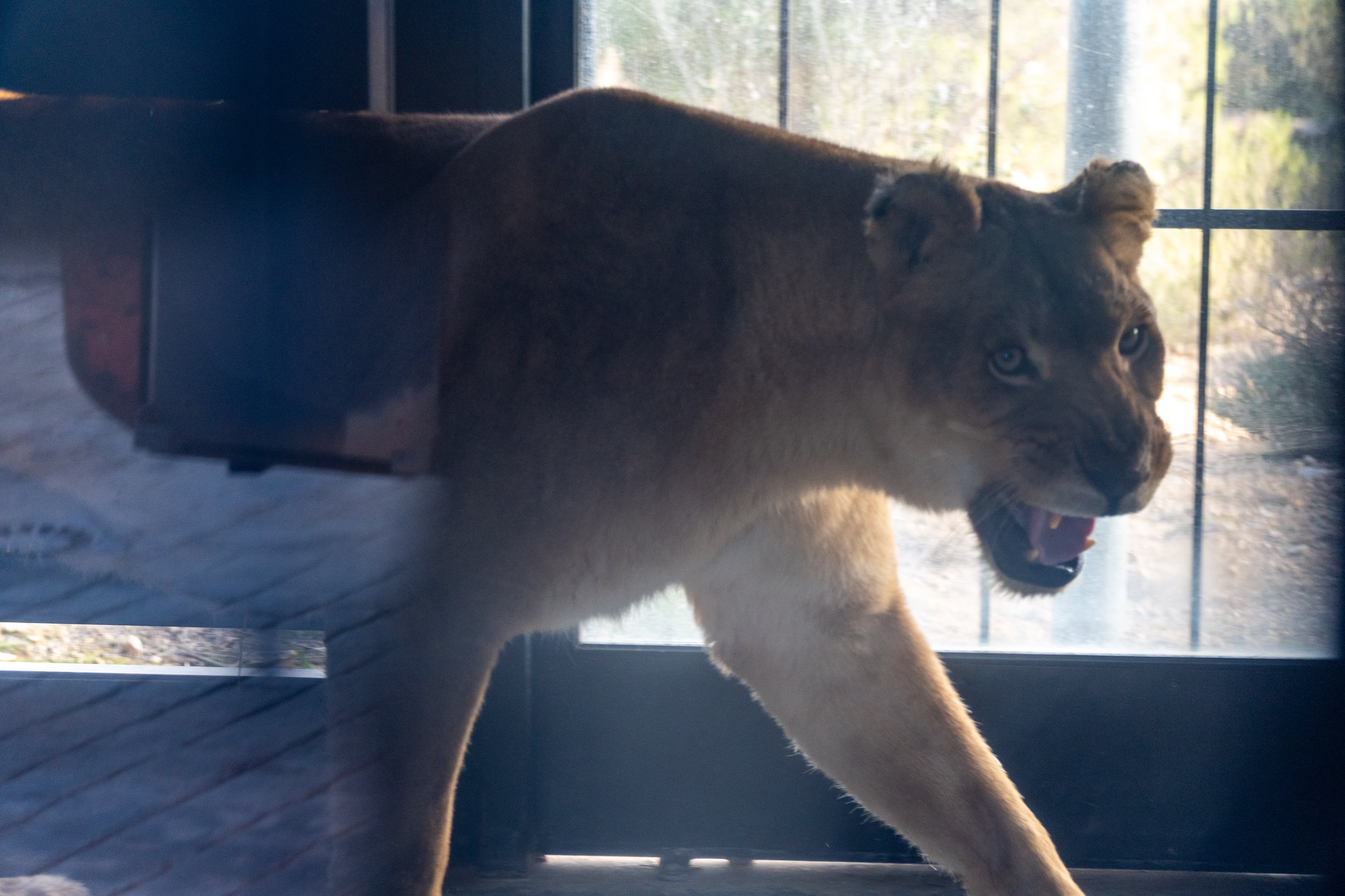 Leones rescatados por Primadomus