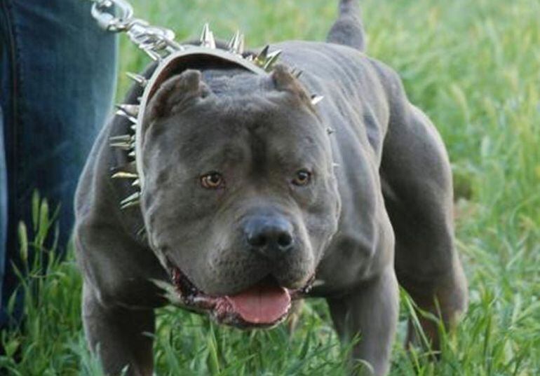 Un exemplar de raça potencialment perillosa