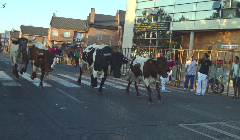 Los encierros han congregado a cerca de 10.000 personas entre los dos días de festejos