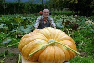 Miguel Yuma posa junto a una de sus calabazas gigantes