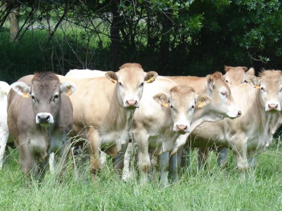 Confirmado un segundo foco de Dermatosis Nodular Contagiosa en Borrastre