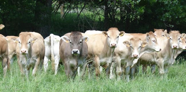 Se van a proporcionar 50.000 nuevas dosis de vacunas frente a la DNC