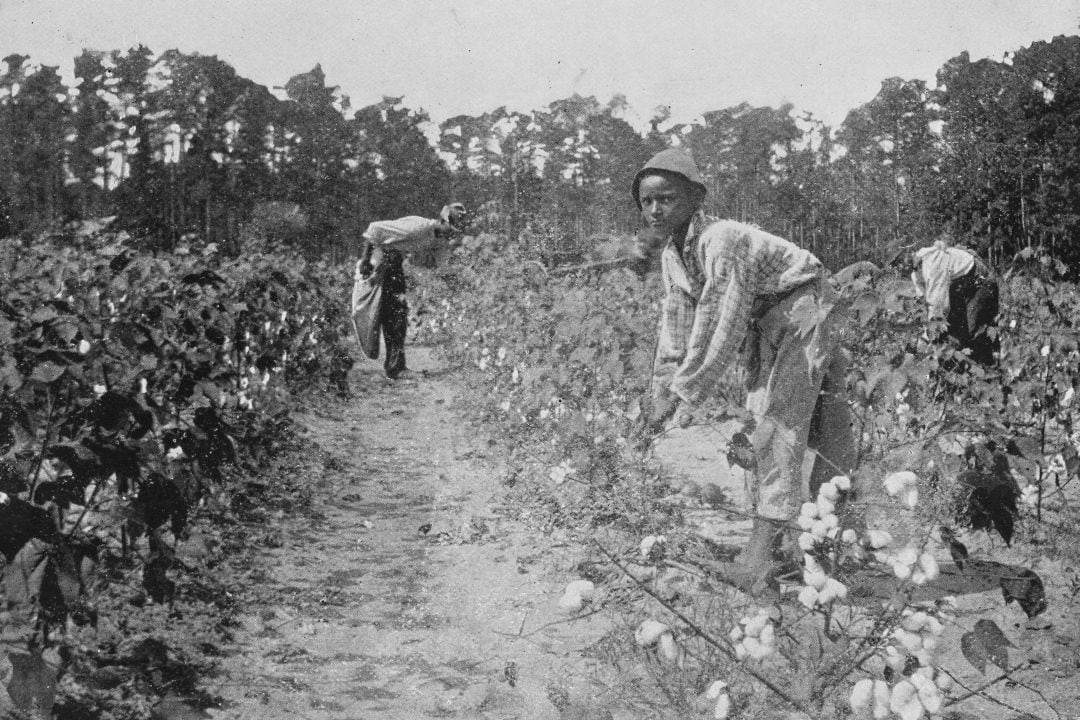 Imagen de esclavos negros trabajando en los campos de algodón en EEUU