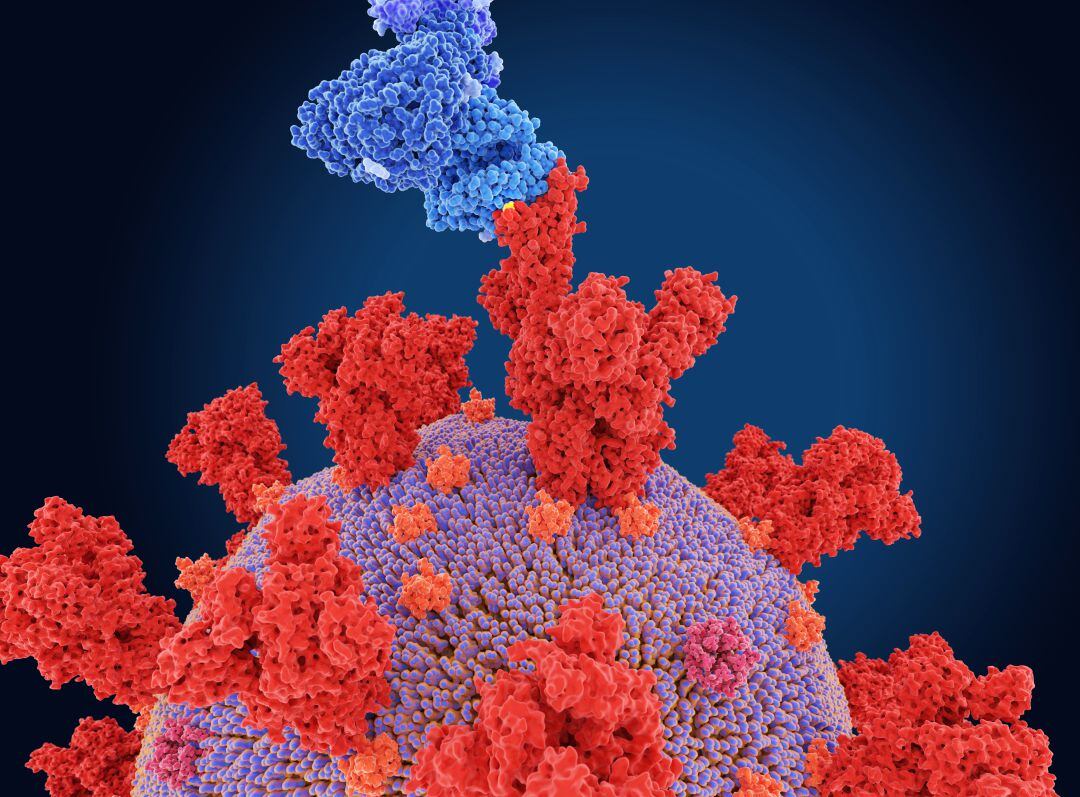 Ilustración de la proteína de pico (rojo) de la variante ómicron. La proteína de pico se une a la enzima convertidora de angiotensina 2 (ACE2, azul) en la membrana de la célula huésped, mediando la entrada viral a la célula huésped.