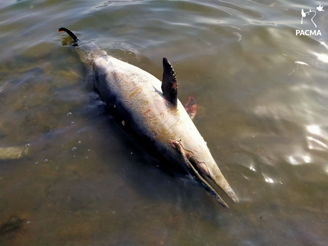 Delfín muerto en el Estrecho