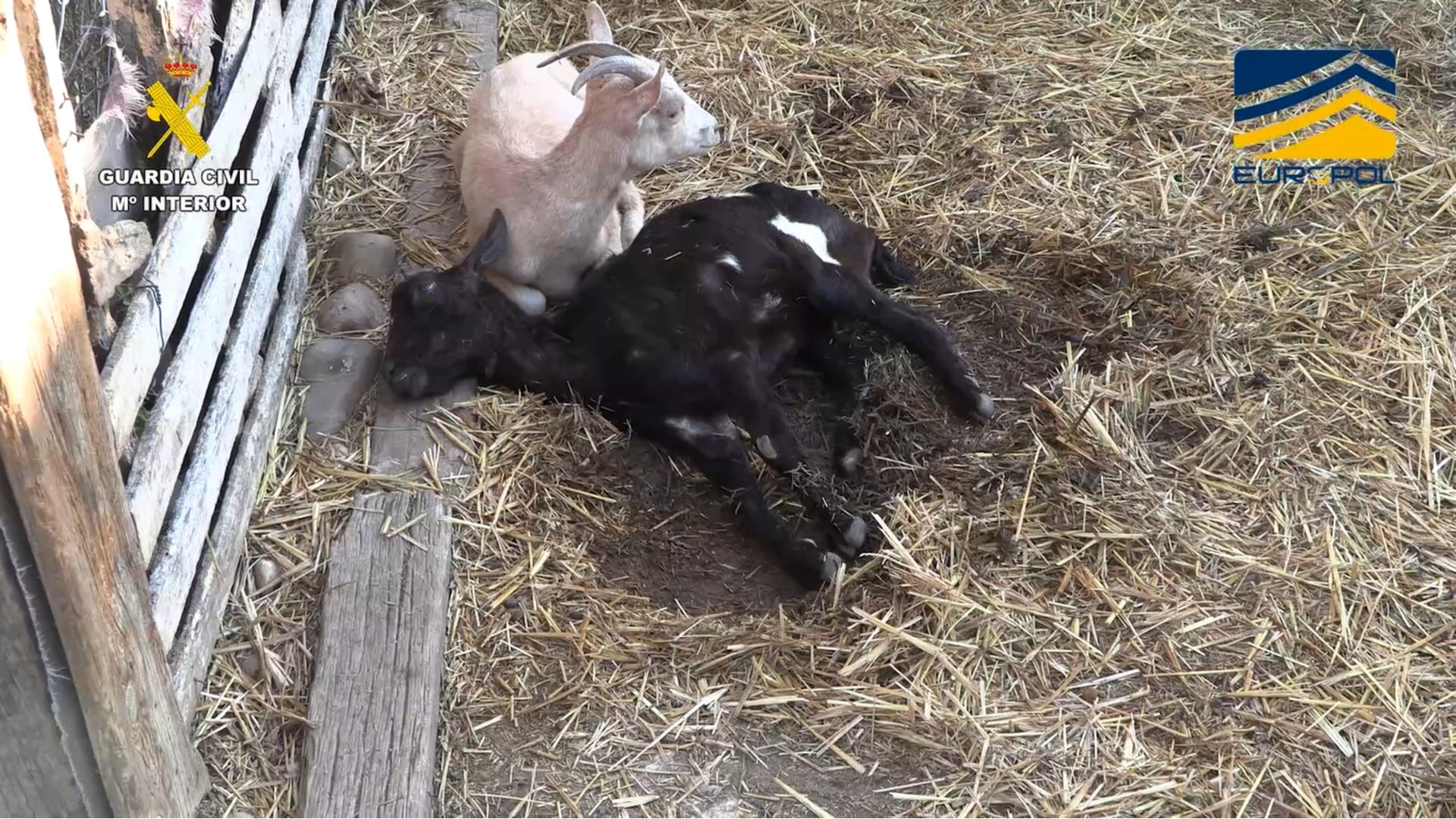 Ganado en una de las explotaciones inspeccionadas