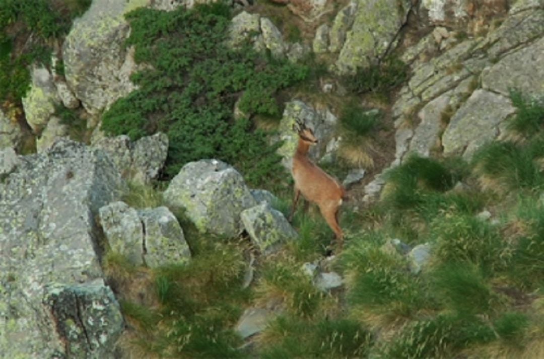 La setmana de caça de l'isard tindrà lloc del 15 al 22 de setembre.