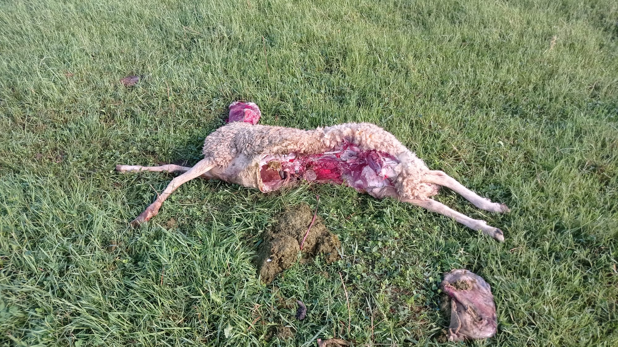 Las ovejas muertas en Robres presentaban heridas en el cuello y en la tripa