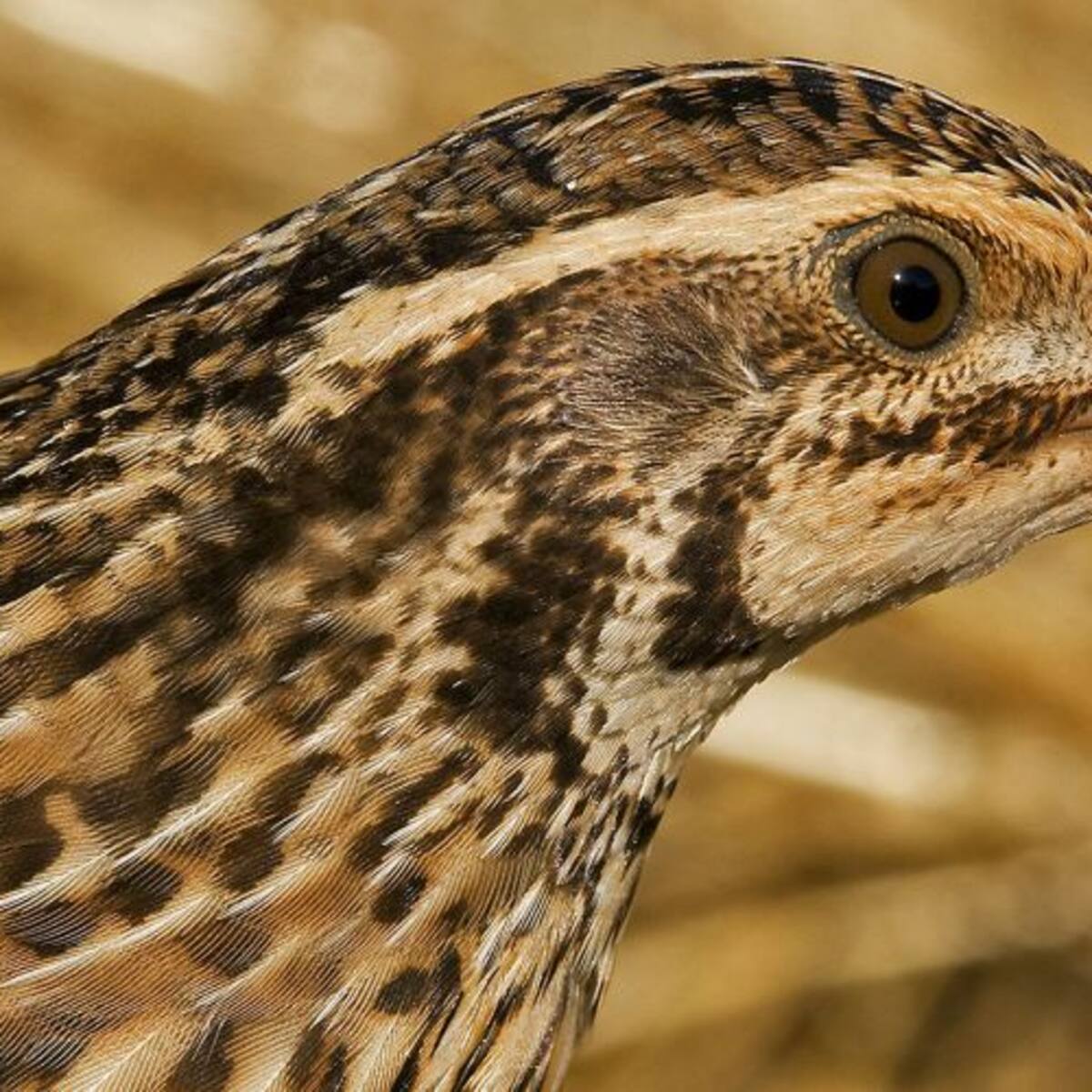 La Codorniz Común, Ave del año 2020