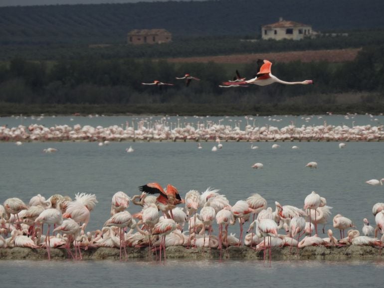 Situación actual de la Laguna de Fuente de Piedra (Málaga)