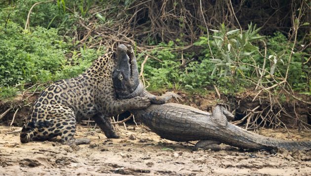 El jaguar consigue arrastrar al caimán por la orilla.