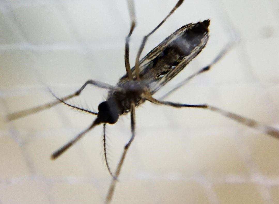 Mosquito aedes hembra, dengue