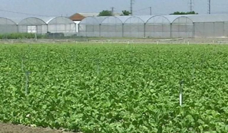 Imágen de la huerta de Fuenlabrada donde se cultiva la acelga autóctona muy apreciada en la región.