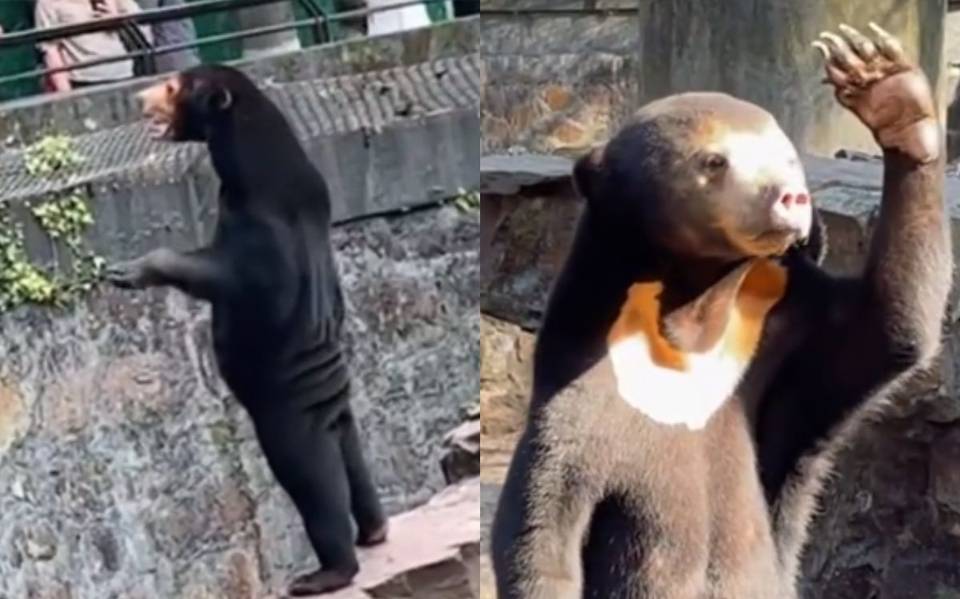 Oso malayo en un zoo de China.