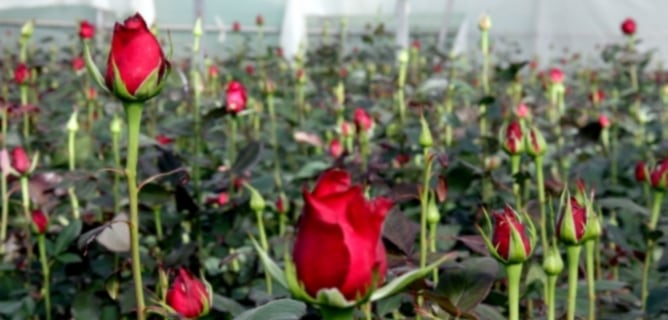 Detall d'un cultiu de roses