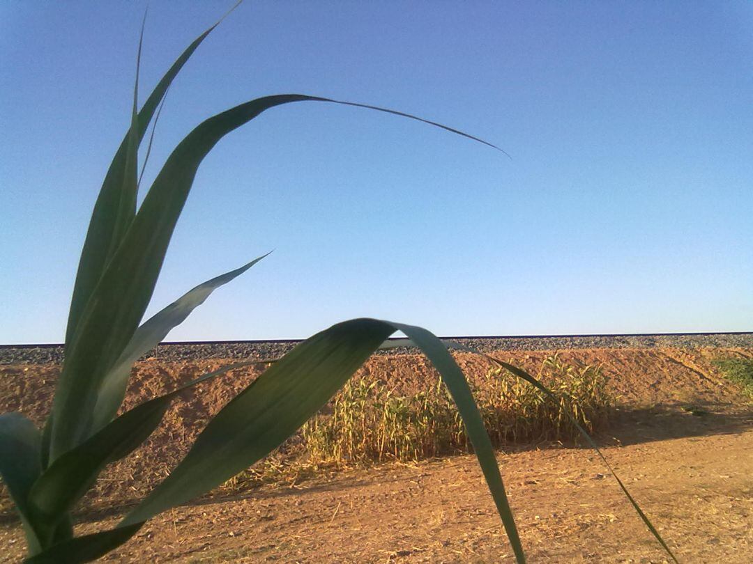 Desde la agricultura se potencia la economía verde y circular