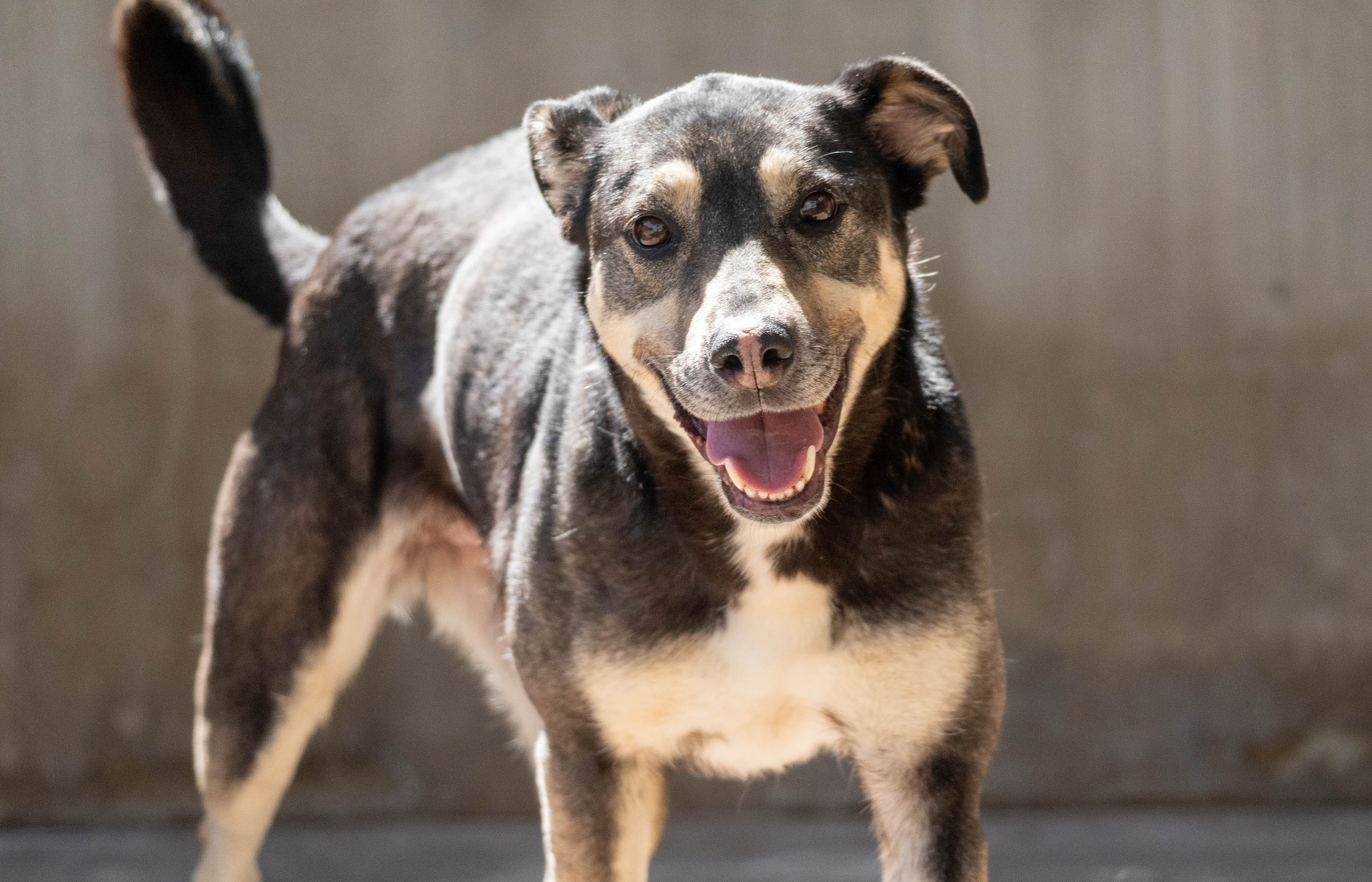 CAMI - uno de los protagonistas del 24 desfile solidario de perros en busca de un hogar organizado por la Fundación BIOPARC y la protectora AUPA