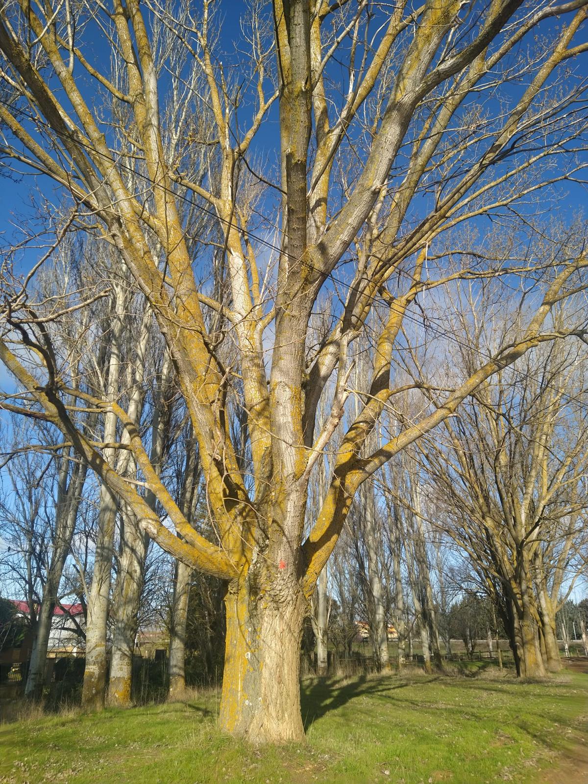 Árbol marcado para su tala