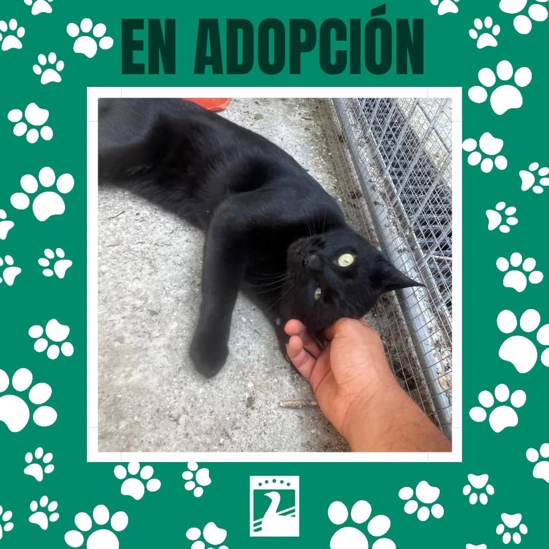 Uno de los gatos en adopción en el CPAM de Parla