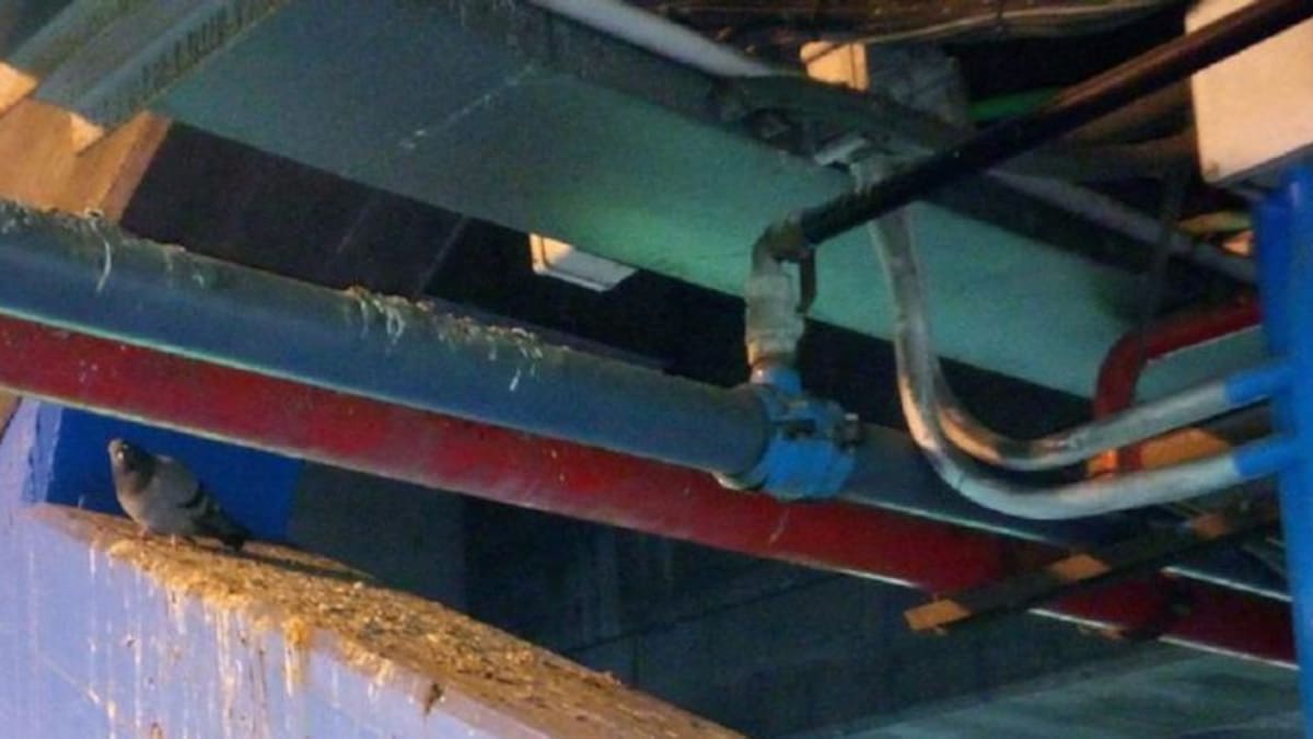 Las palomas, inesperadas inquilinas de Riazor