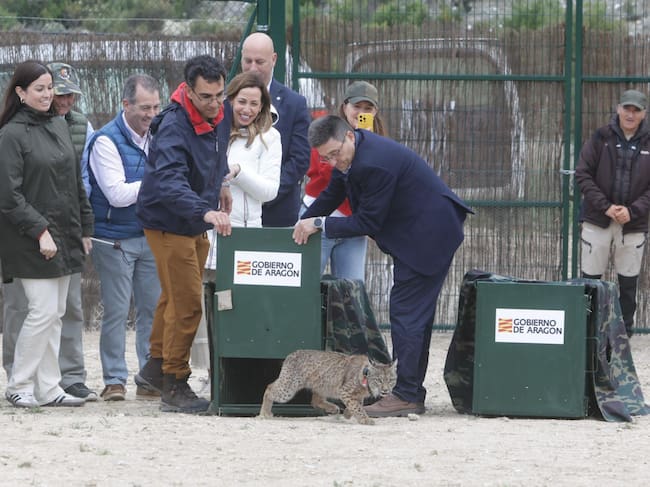 Suelta de lince ibérico esta semana en Torrecilla de Valmadrid