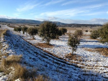 Plantación trufera con nieve