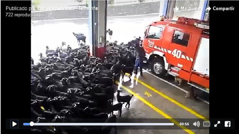 Captura de un grupo de cabras entrando en el parque de Bomberos