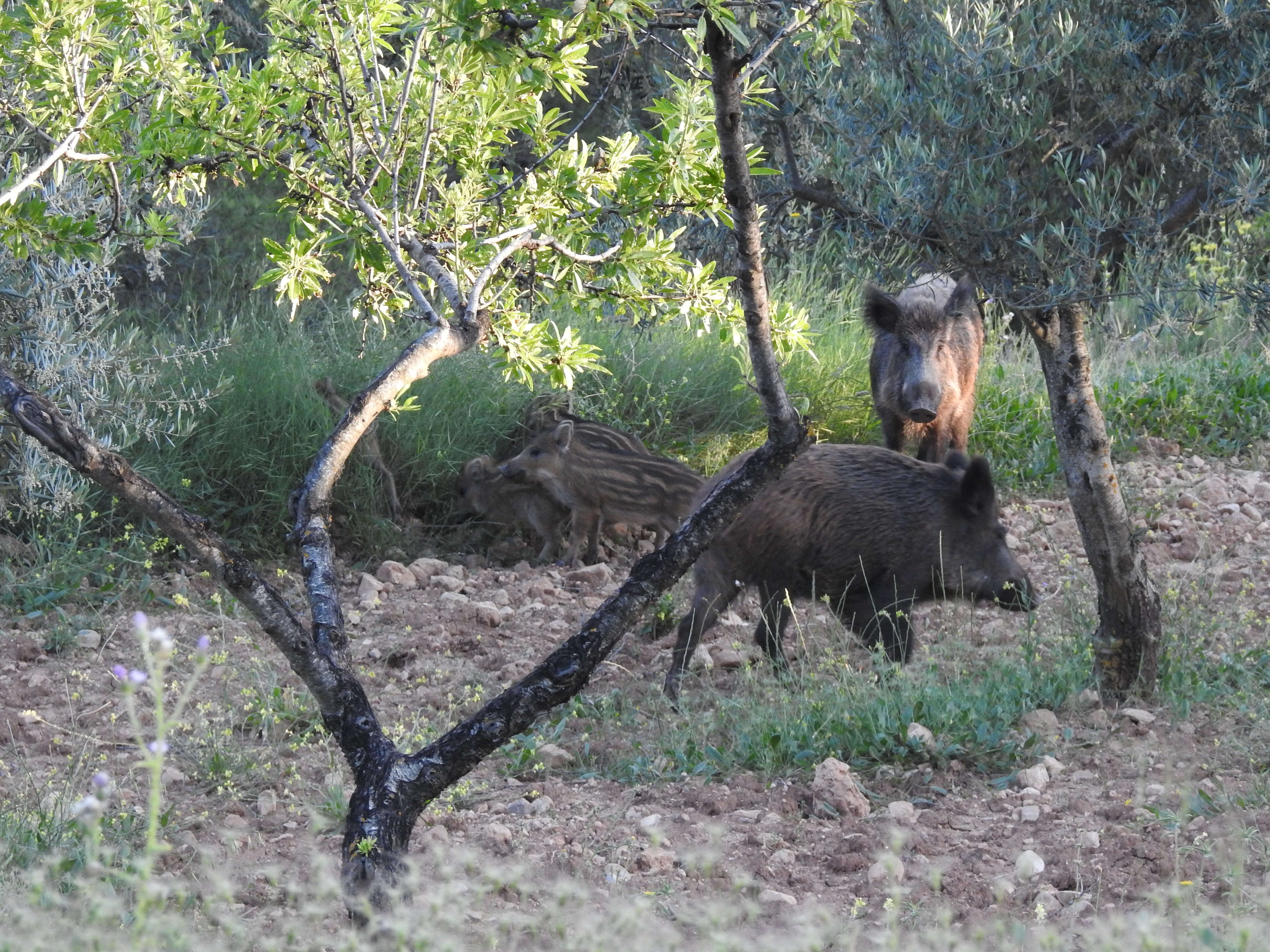 La Generalitat abre el 1 de enero el plazo para la caza controlada de jabalís como medida preventiva de la peste porcina africana.
