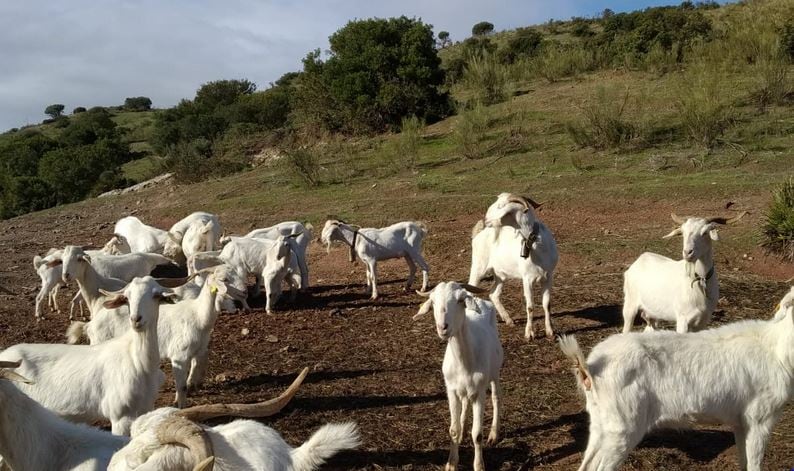 Ganado caprino de Soledad Magán pastando en la Serranía de Cuenca.