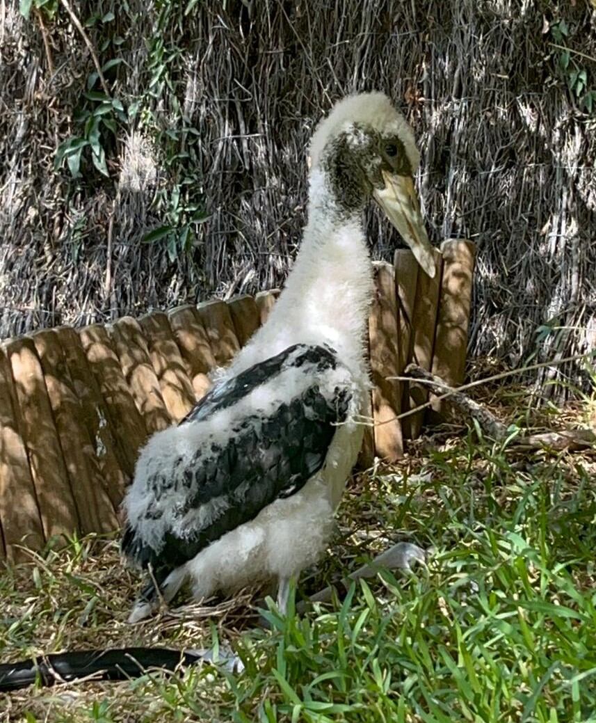 Cigüeña negra nacida en el Zoo de Jerez