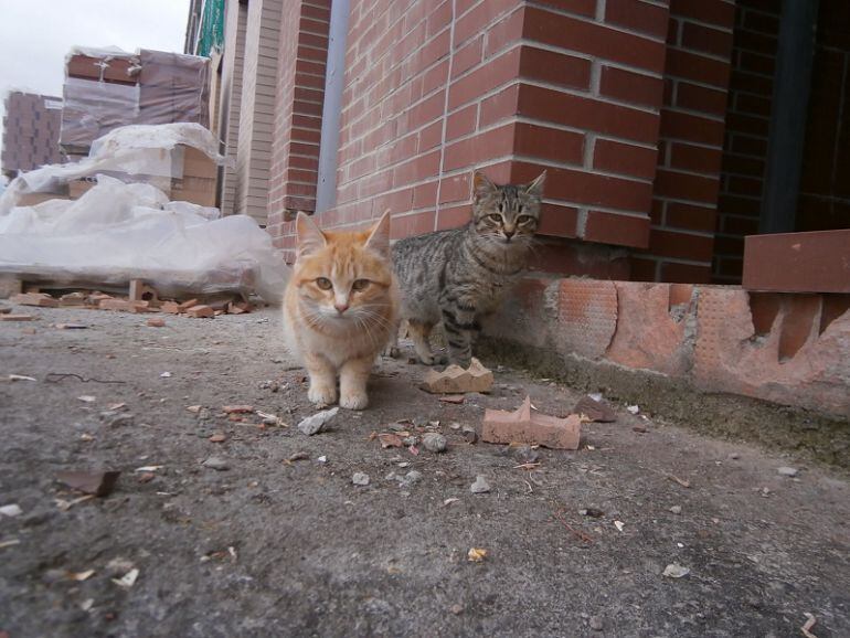 Alimentadores acreditados de gatos callejeros