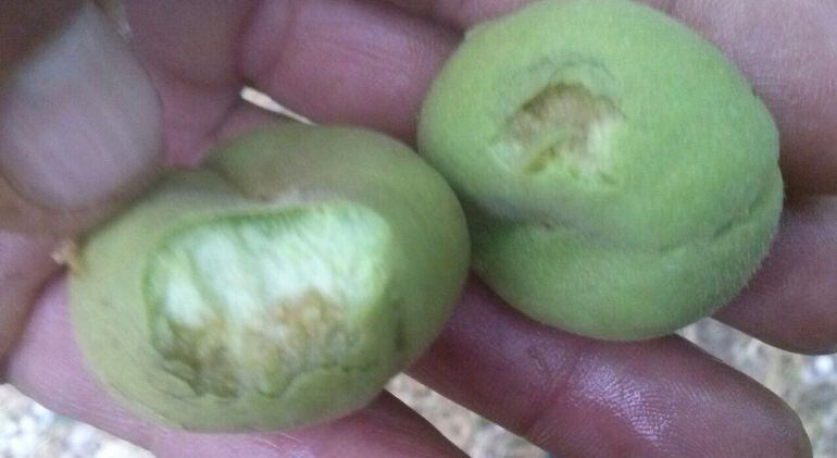 Pedregada, al primera d'afectació en aquesta campanya, entre els limits del Segrià i la Noguera. Imatge de prèssecs plans afectats en una finca d'Albesa