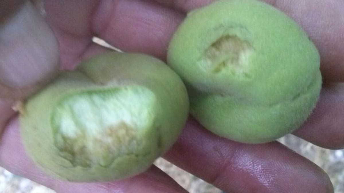 Primera pedregada d'aquesta campanya