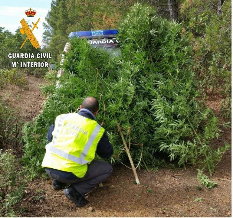 Algunas de las plantas de marihuana localizadas en la provincia.