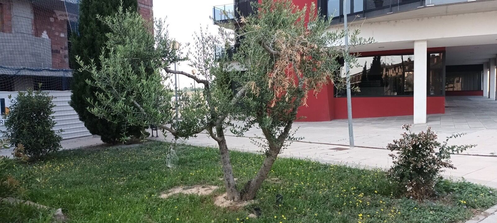 Binéfar cuenta con 50 olivos de titularidad municipal. Foto: Ayuntamiento de Binéfar