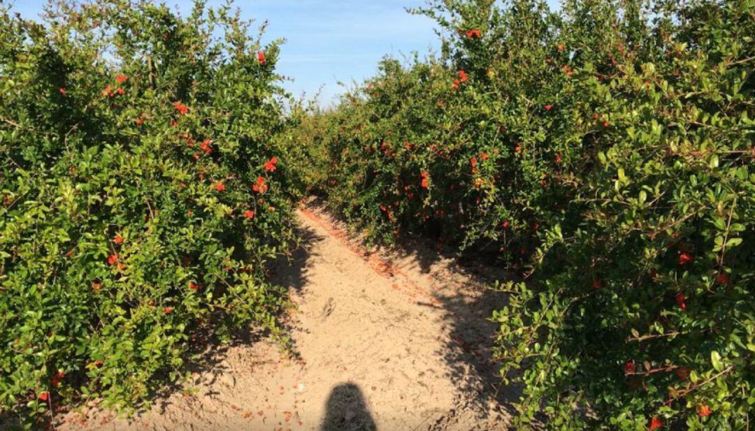Campo de cultivo (archivo)