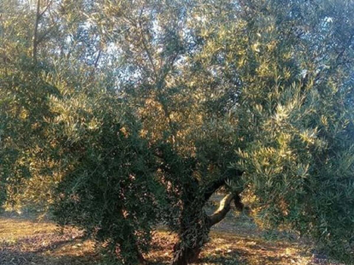 Intento de robo de aceituna en Santo Tomé