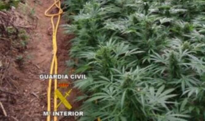 La marihuana localitzada a Avinyonet de Puigventós