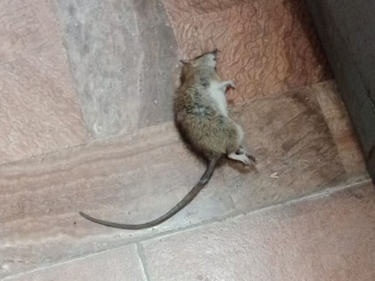 Plaga de ratas en el cuartel de la Guardia Civil de Mijas: denuncian riesgos sanitarios y exigen medidas urgentes