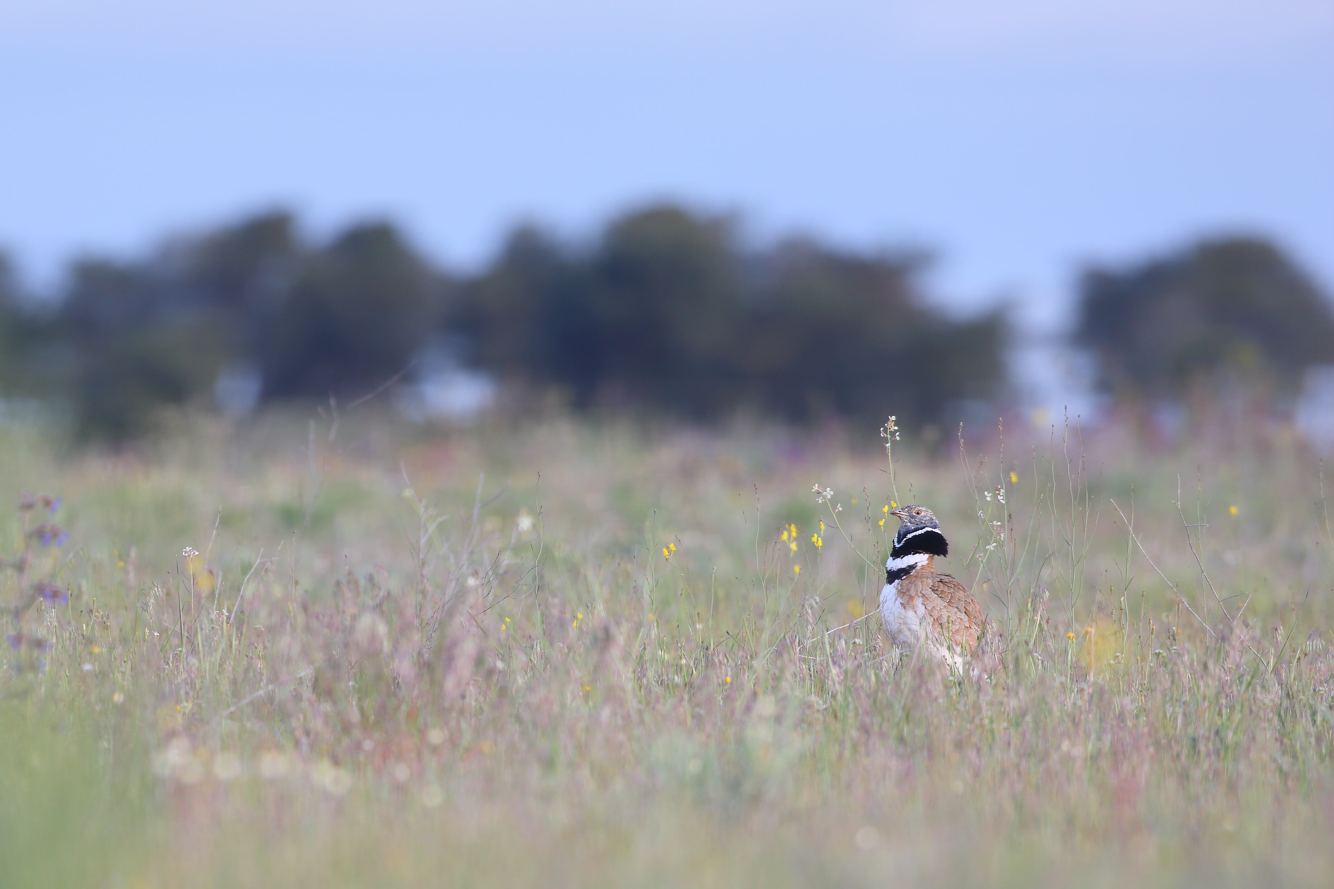 Nace el Observatorio de Aves Esteparias en Castilla y León