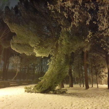 En distintas zonas del parque hay ramas caídas