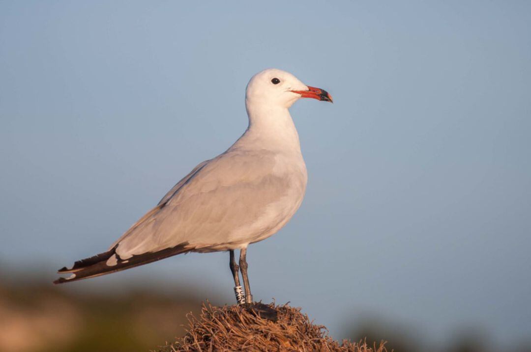 La gavina corsa manté, pel que sembla, una població estable tot i que una de les colònies va baratar el lloc de nidificació.