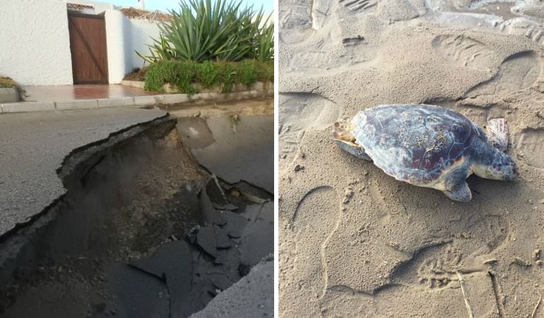 El socavón de la zona de la Casbah y uno de los ejemplares muertos de tortuga boba aparecidos en el Perellonet