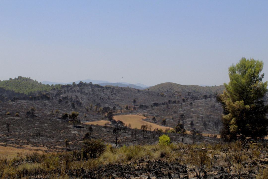 El incendio forestal que se ha declarado en Férez (Albacete) está afectando a una zona de alto valor ecológico