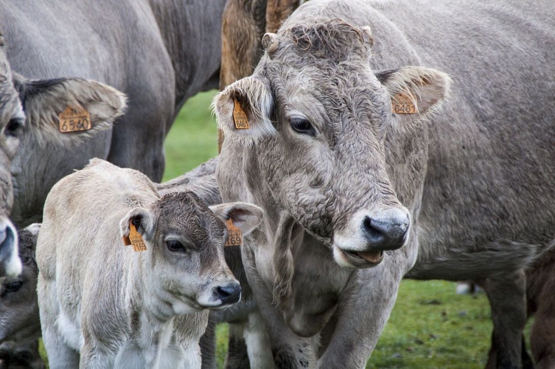 Ganado vacuno criado en losvalles de Asturias.