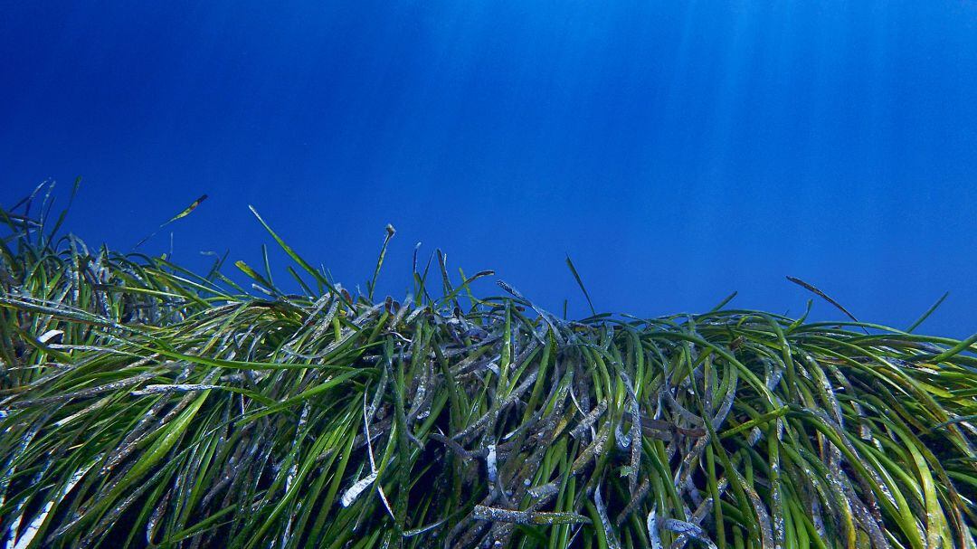 Posidonia