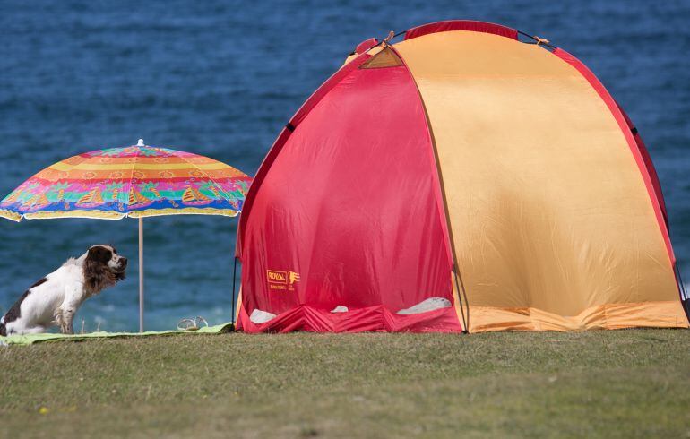 El turismo con mascotas, cada vez más en auge.