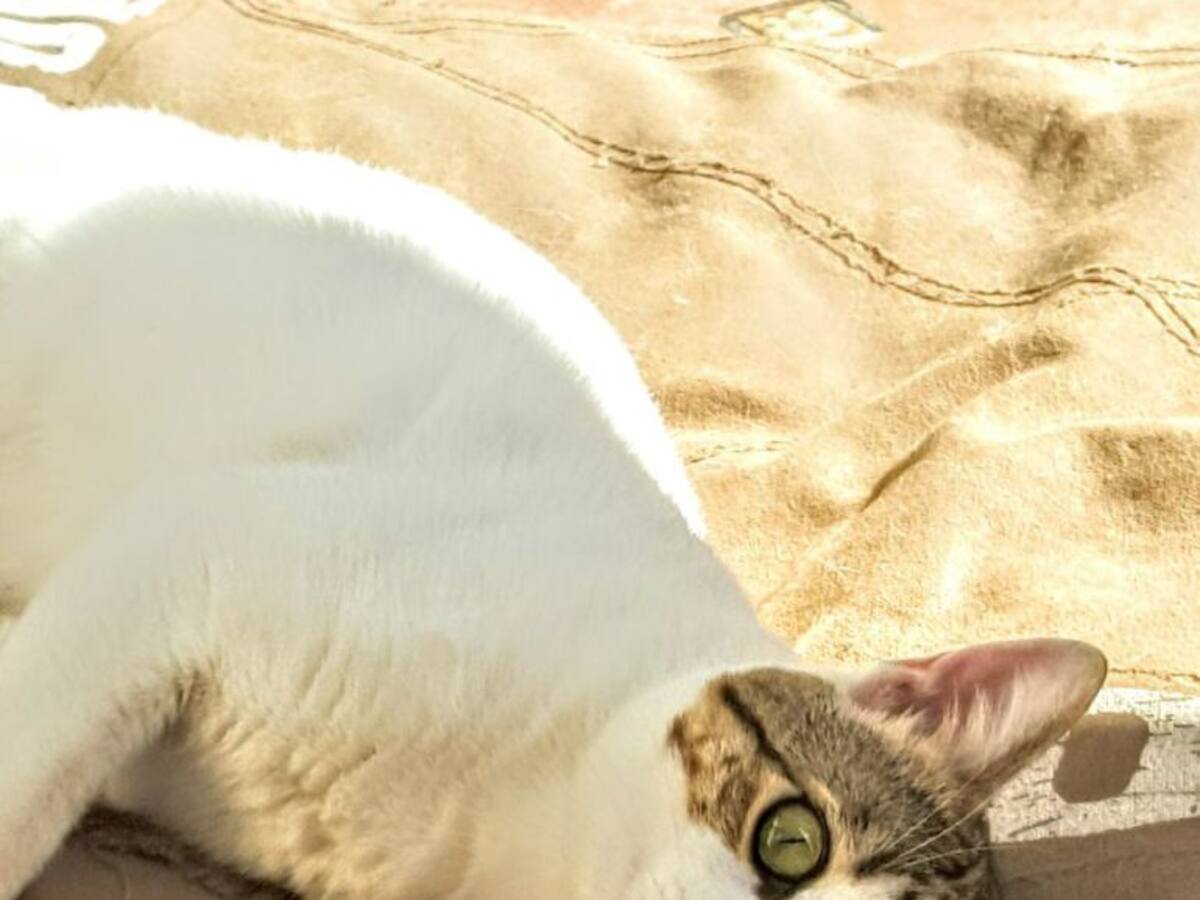 Jorge: "Estas fiestas no compres animales, adóptalos"