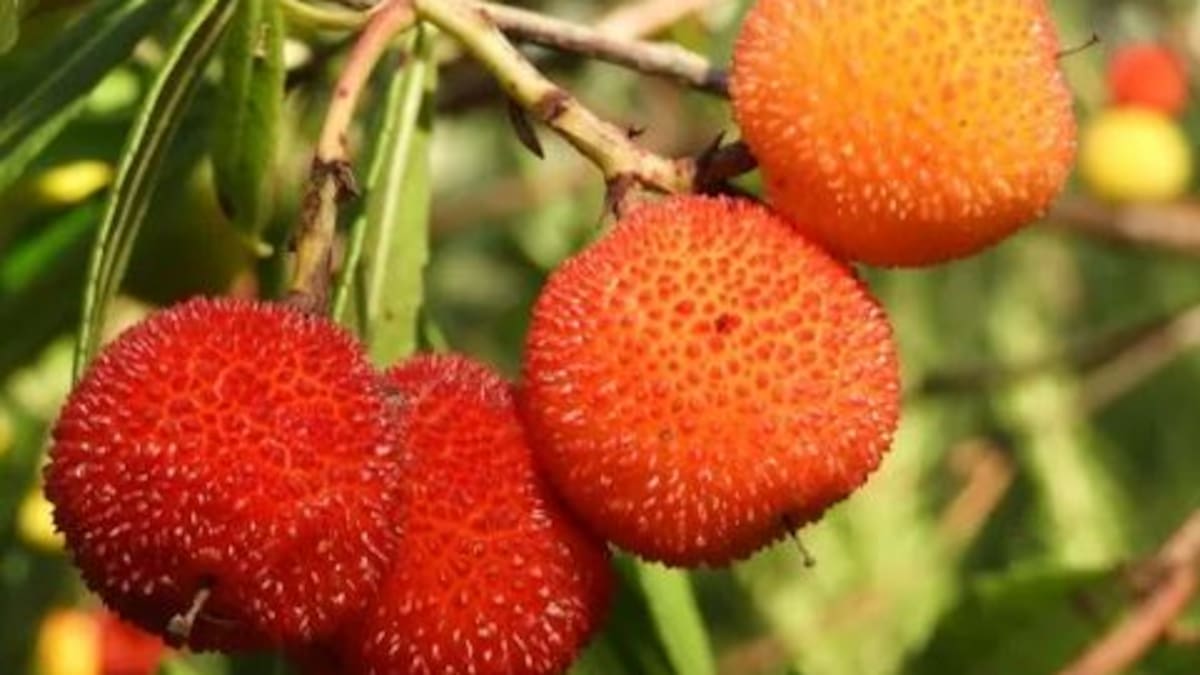 Des de mores fins a flores de gestmil.ler passant per l'agret o els lledons