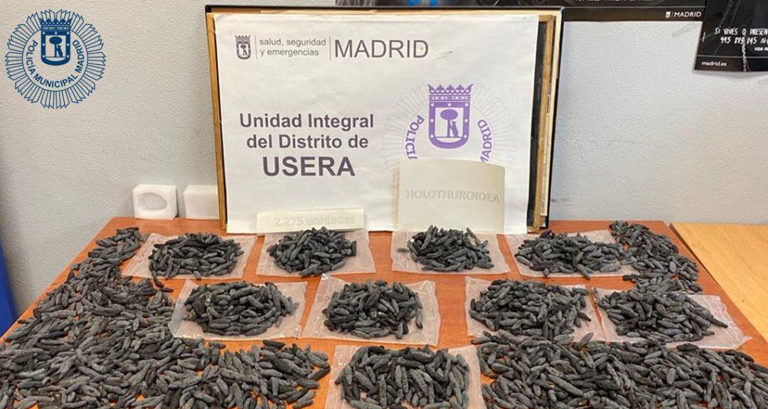 La policía interviene cerca de 2.200 pepinos de mar en un local de Madrid